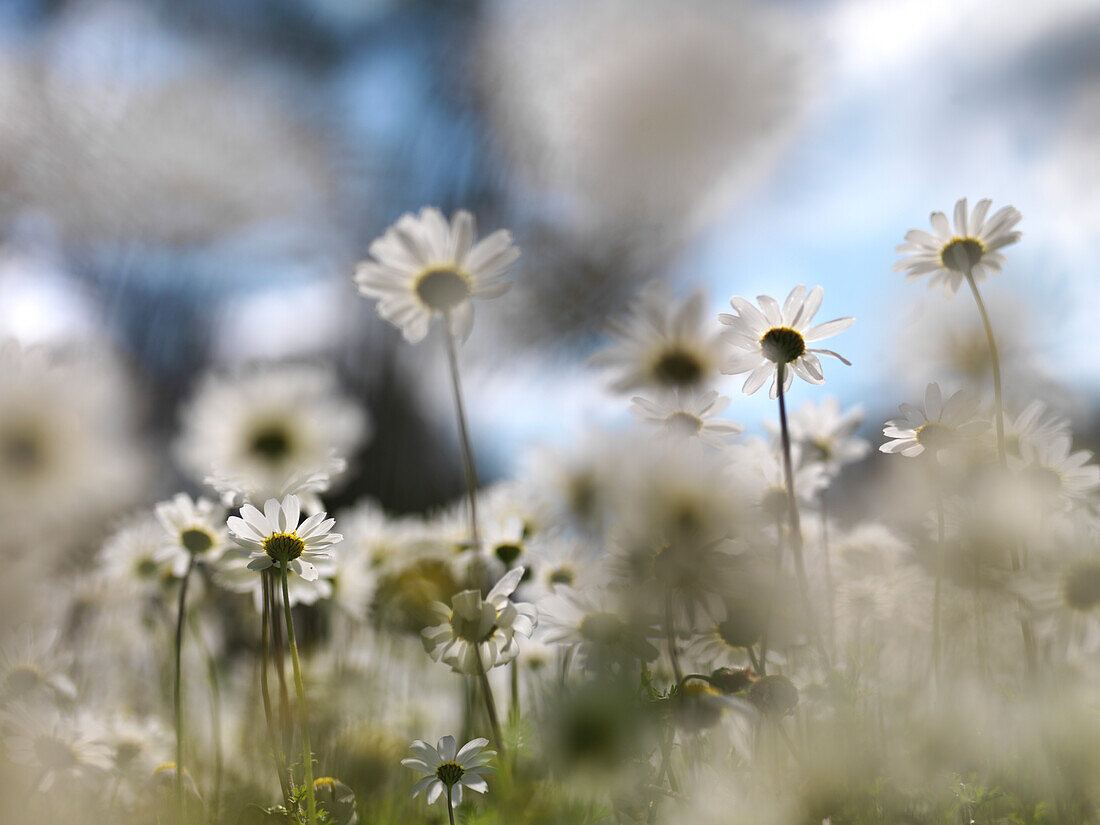 Marguerites in Kalamaki, Kalamaki, Peloponnes, Greece