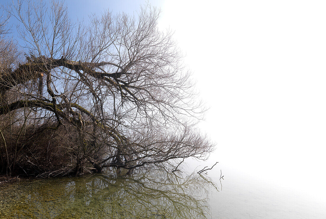 Nebelstimmung, Krautinsel, Baum spiegelt sich im Wasser, Chiemsee, Bayern, Deutschland