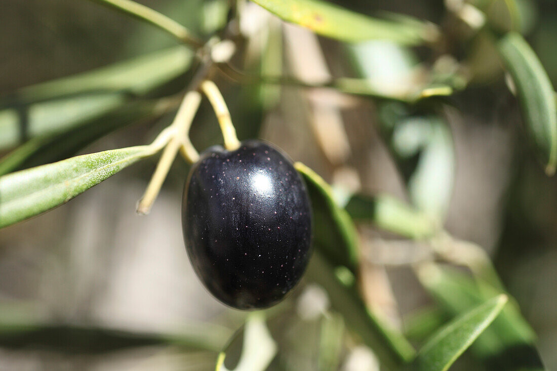 Olive, Olivenbaum, Andalusien, Spanien