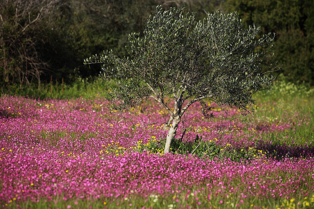 Olive tree in a field of flowers, Navarino Coast, Peloponnes, Greece