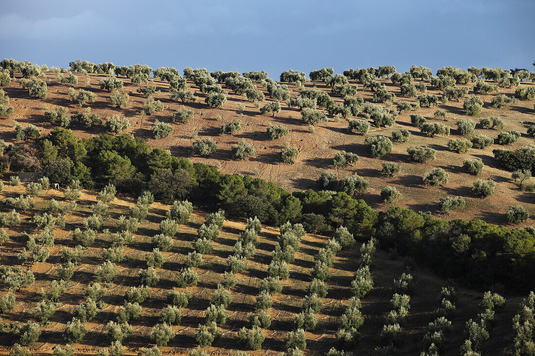 Olivenbäume nahe Montefrio, Andalusien, Spanien