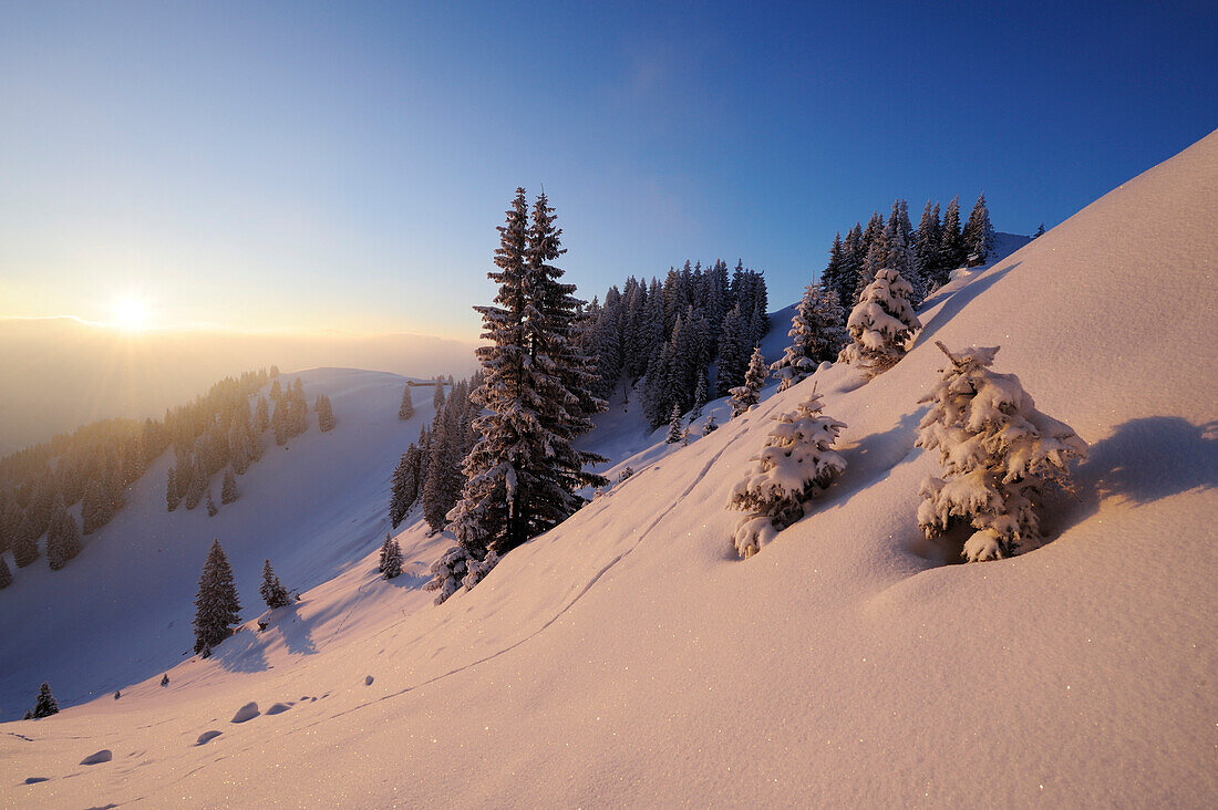 Snow covered spruces and slopes, Wallberg, Bavarian alps, Upper Bavaria, Bavaria, Germany, Europe
