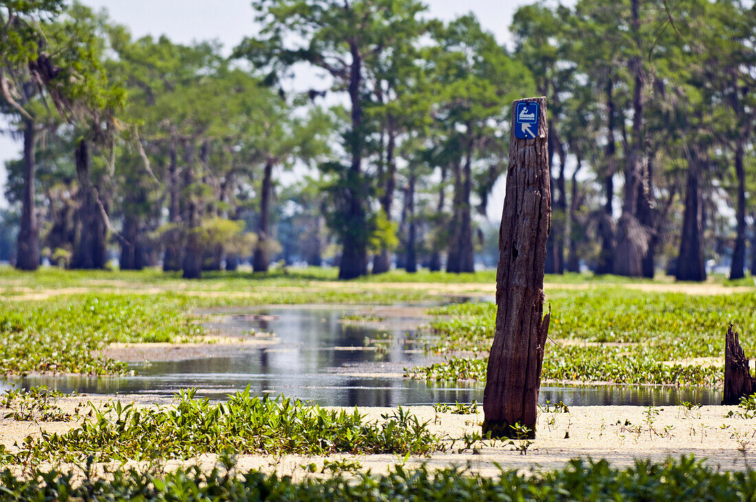 Wood Post in Swampland, Louisiana, US