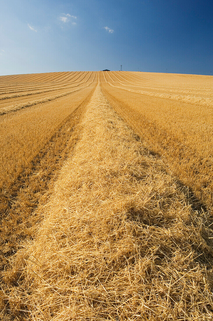 Harvested Field, Ross-shire, Scotland, UK
