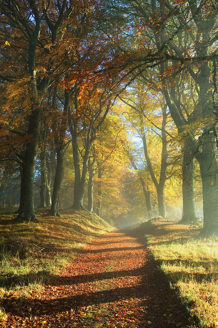 Trail Through a Forest in Autumn, Ross-shire, Scotland, UK