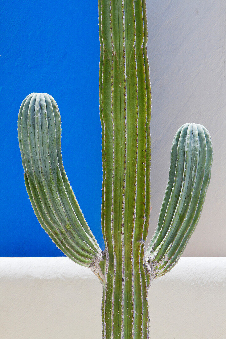 Cactus, San Jose los Cabos, Baja California, Mexico