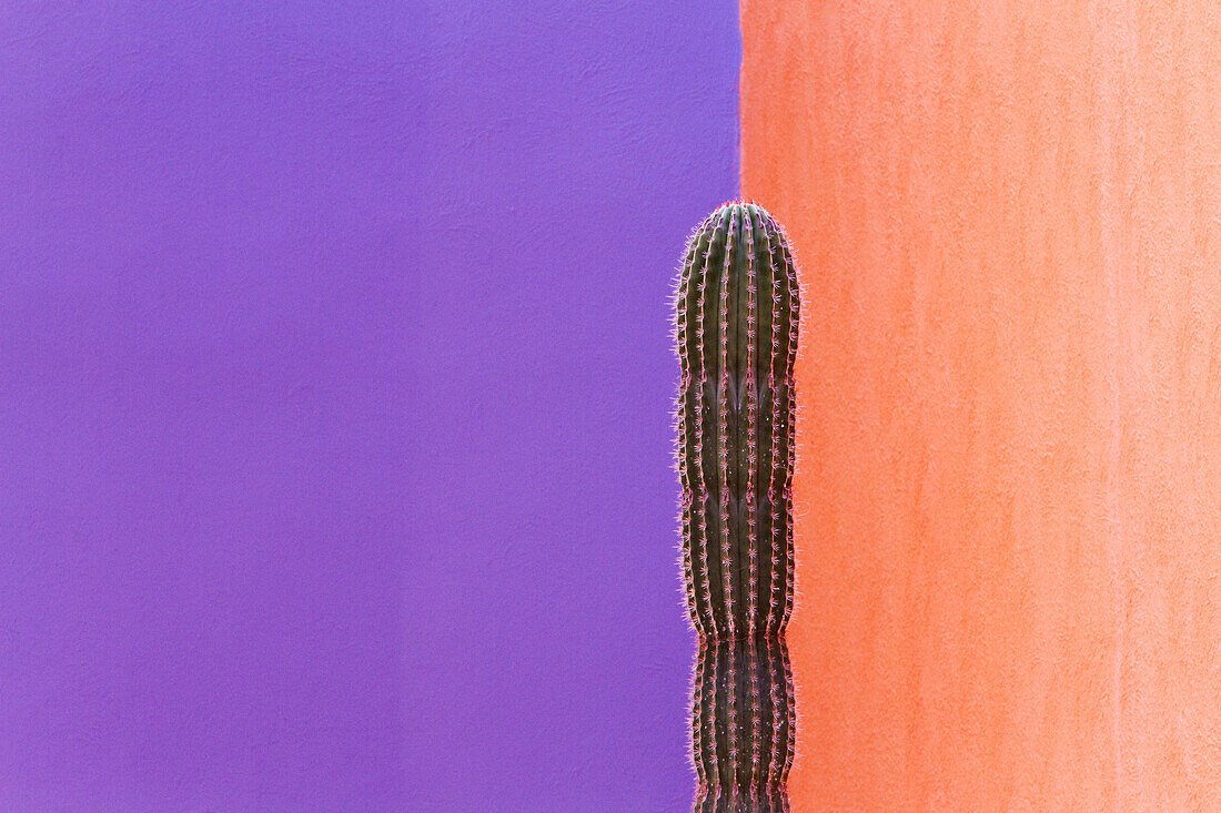 Cactus Against Contrasting Walls, San Jose los Cabos, Baja California, Mexico