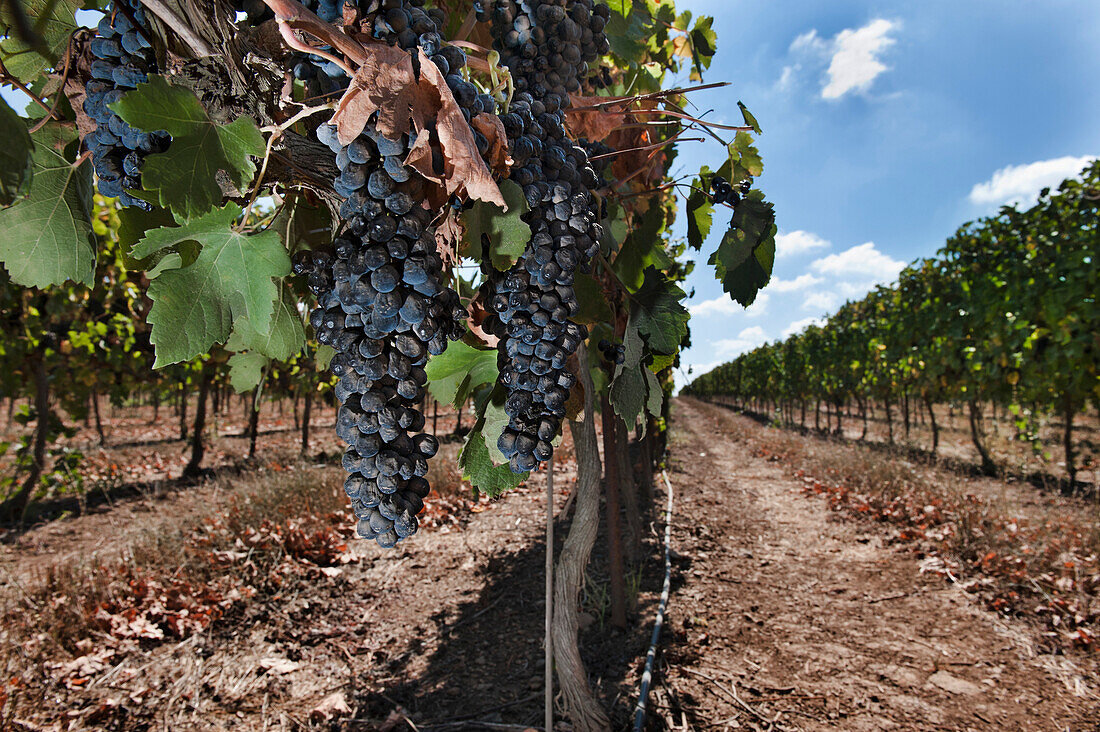 Grapes Hanging On Vine, Golan Higts, Israel