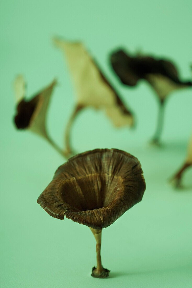 Dried mushrooms