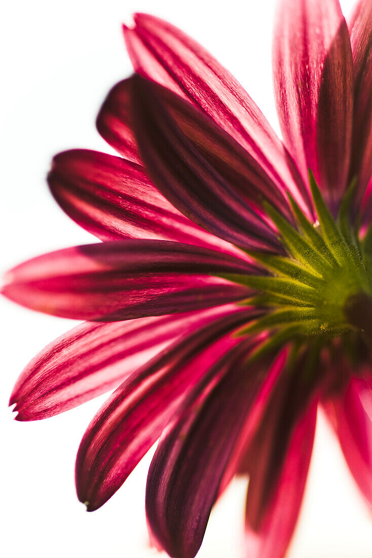Underside of flower