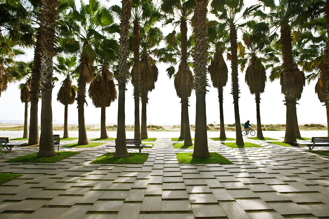 Palm trees in seaside park