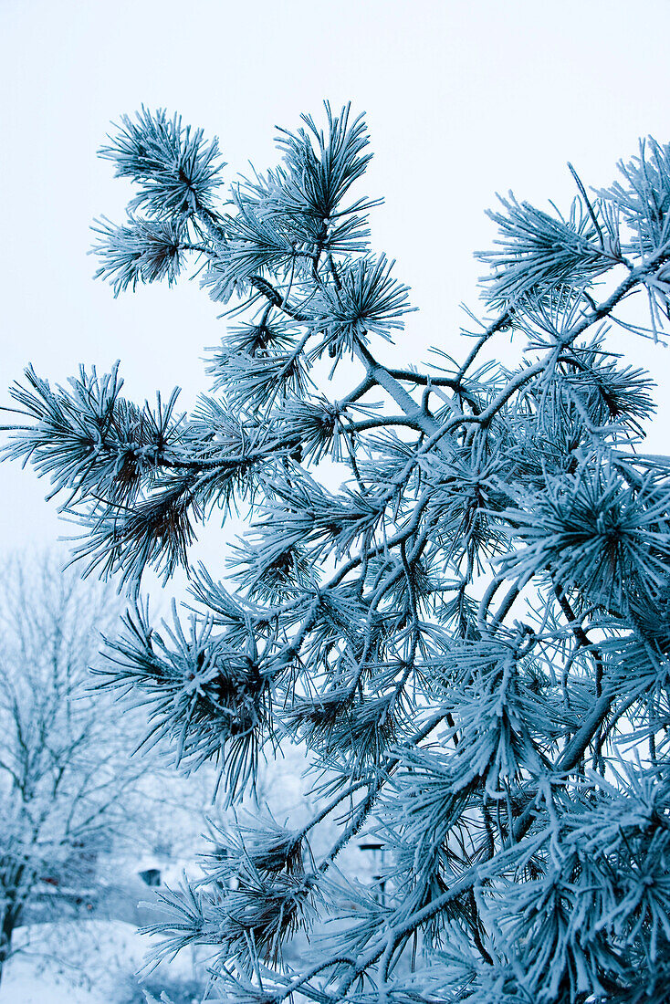 Snow-covered pine branches