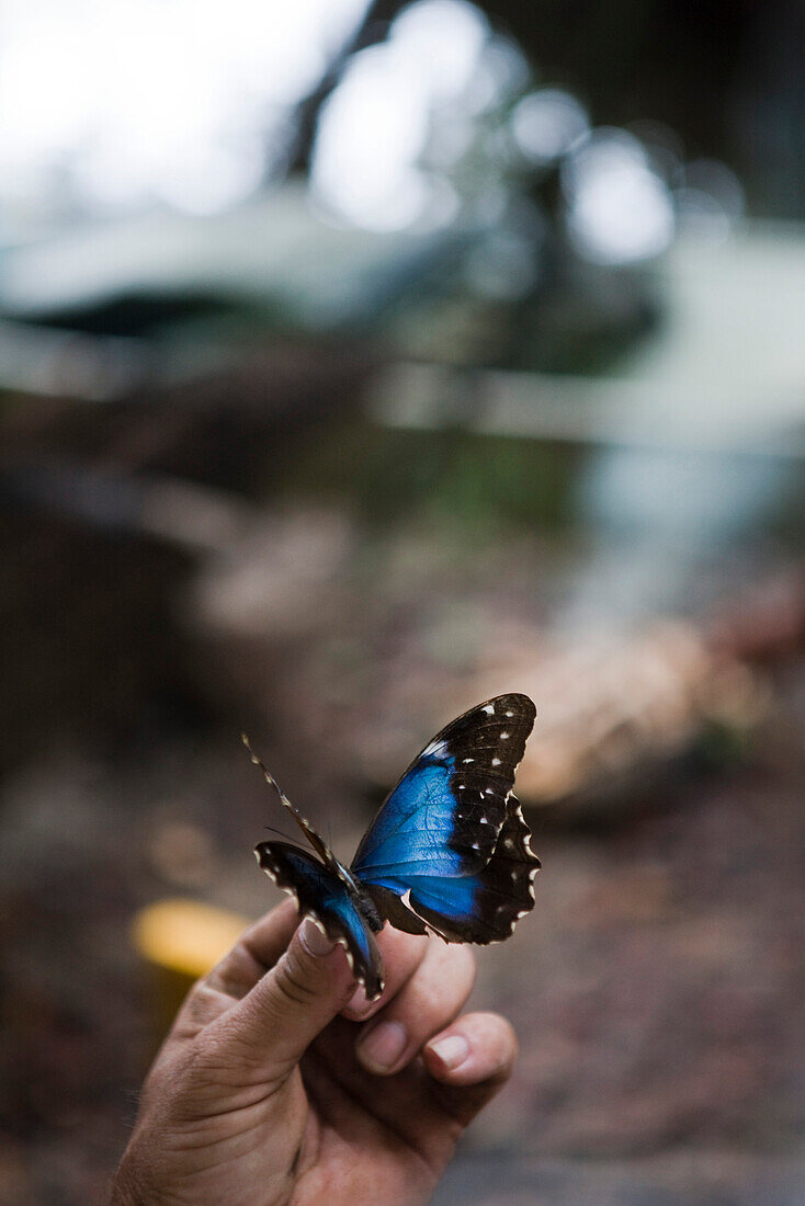 Morpho butterfly from Amazon rainforest