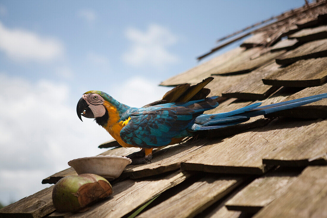 Brightly colored parrot on roof