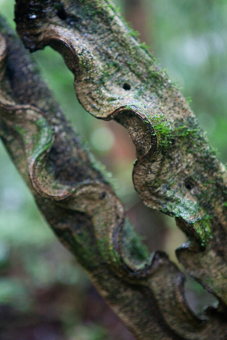 Tropical tree branch, close-up