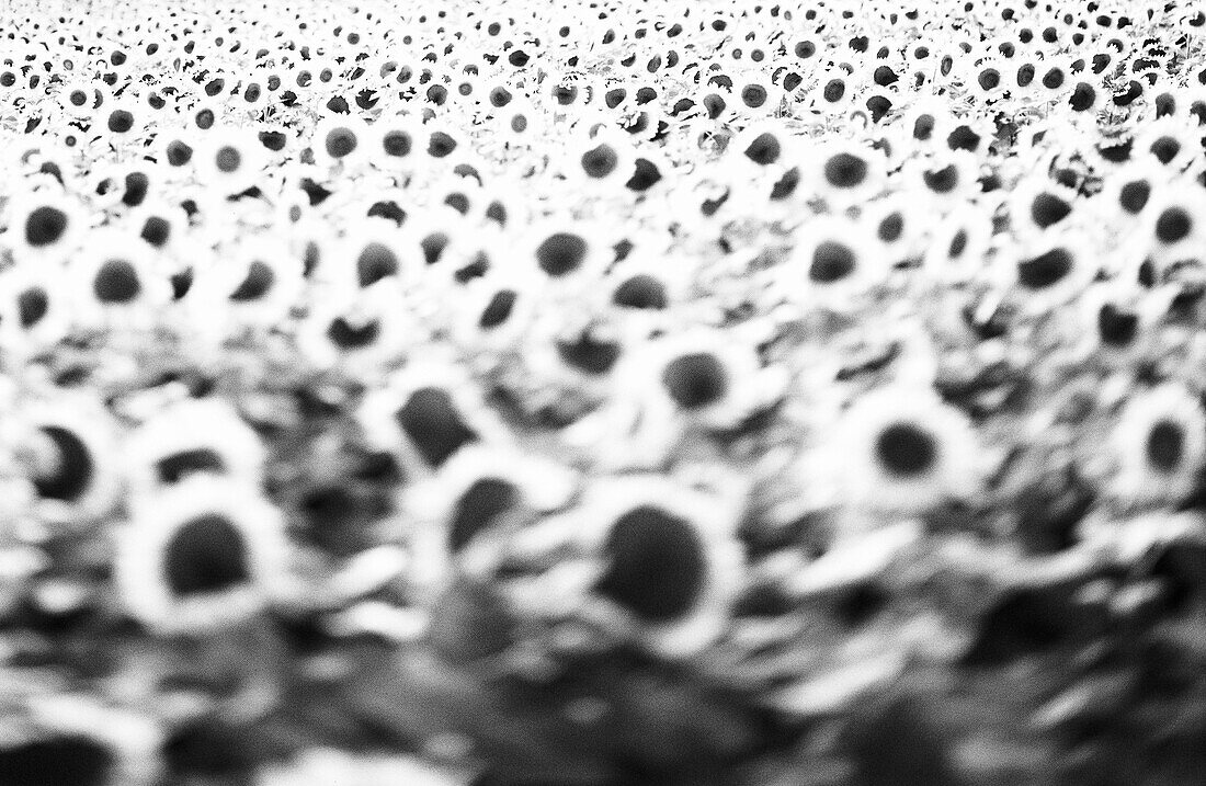 Field of sunflowers, b&w