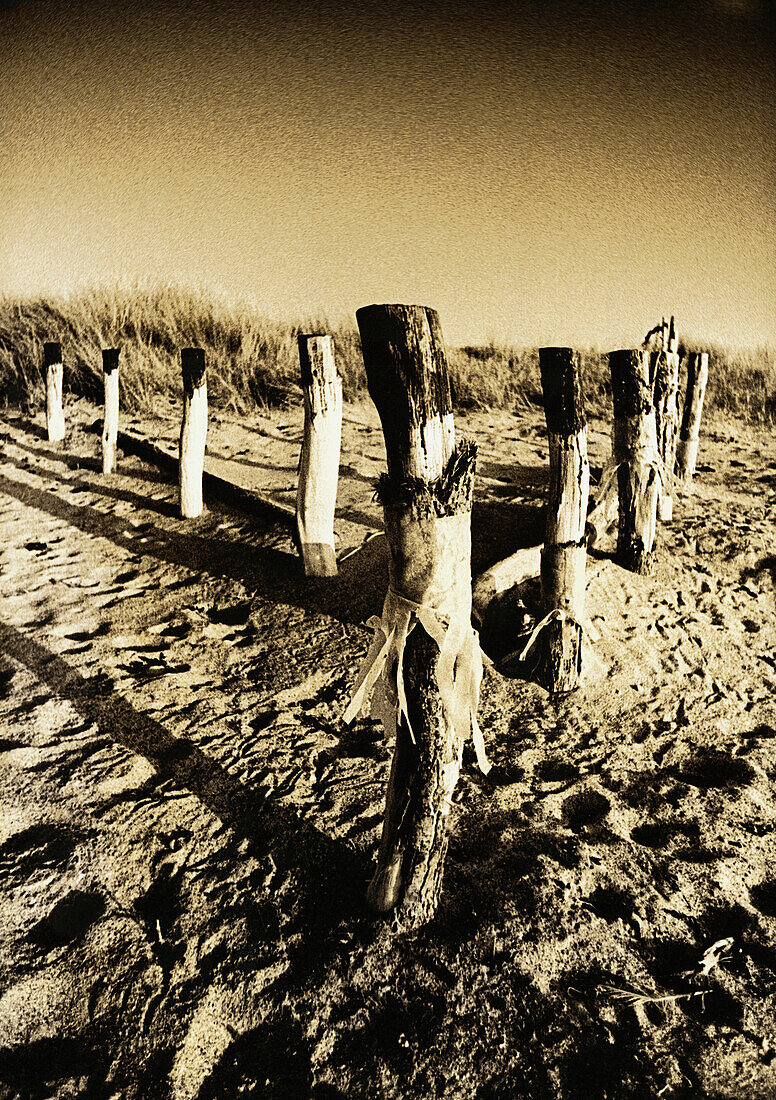 Wooden posts in sand, b&w, toned