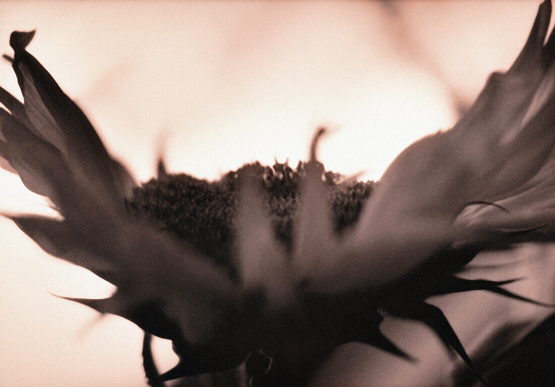 Sunflower, close-up, b&w