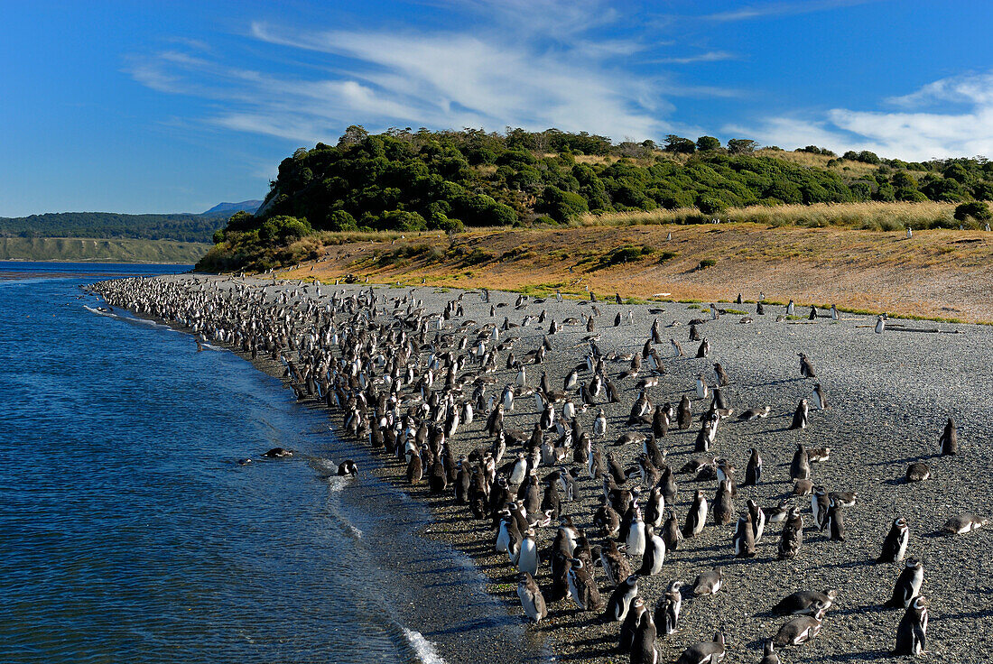 Argentina, Patagonia, Tierra del Fuego, Beagle channel, Lapataia bay, magellanic penguins