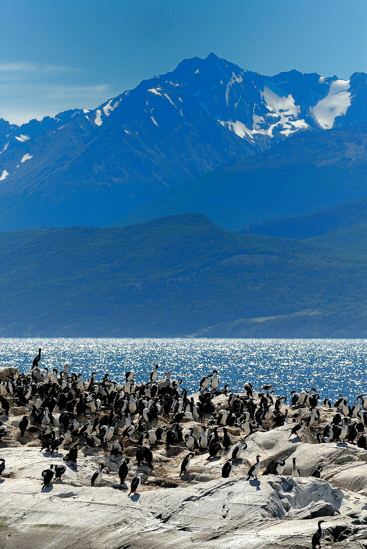Argentina, Patagonia, Tierra del Fuego, Beagle channel, Bridges islands, imperial shags