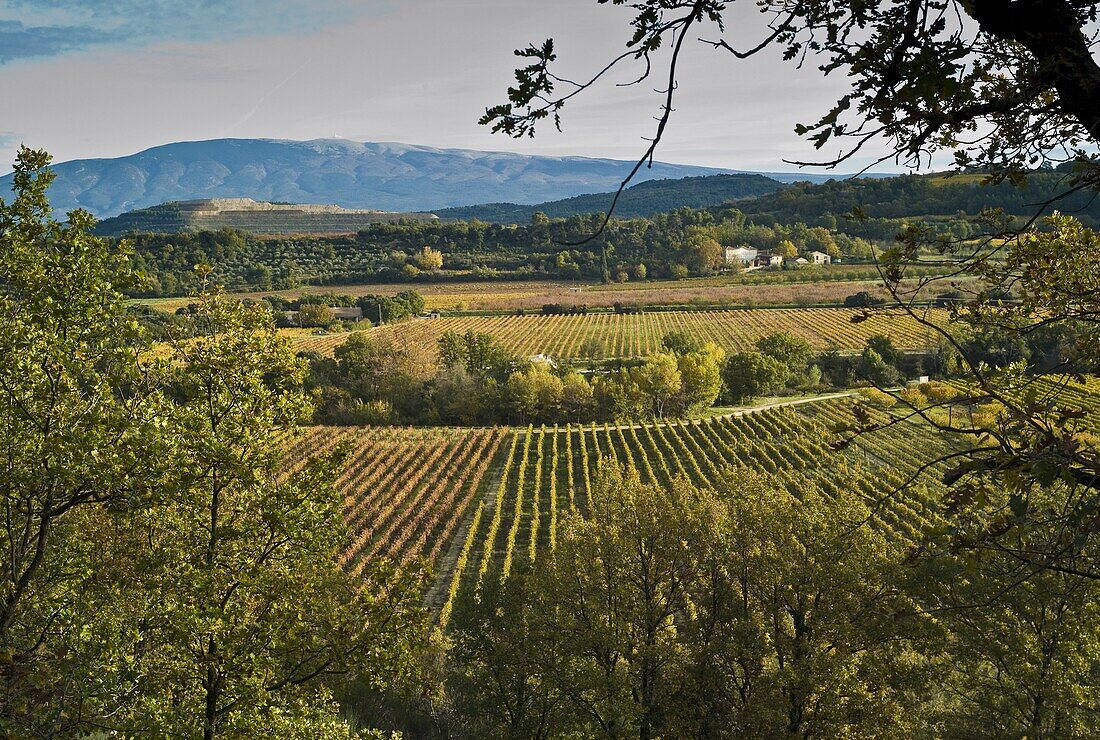 France, Provence, Vaucluse, Malaucène area, vineyards