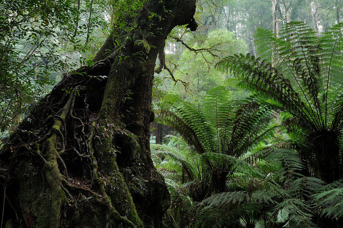 Australia, Victoria, Tarra Bulga National Park, Soft tree-ferns (Dicksonia antarctica) and Nothofagus (Nothofagus cunninghamii)