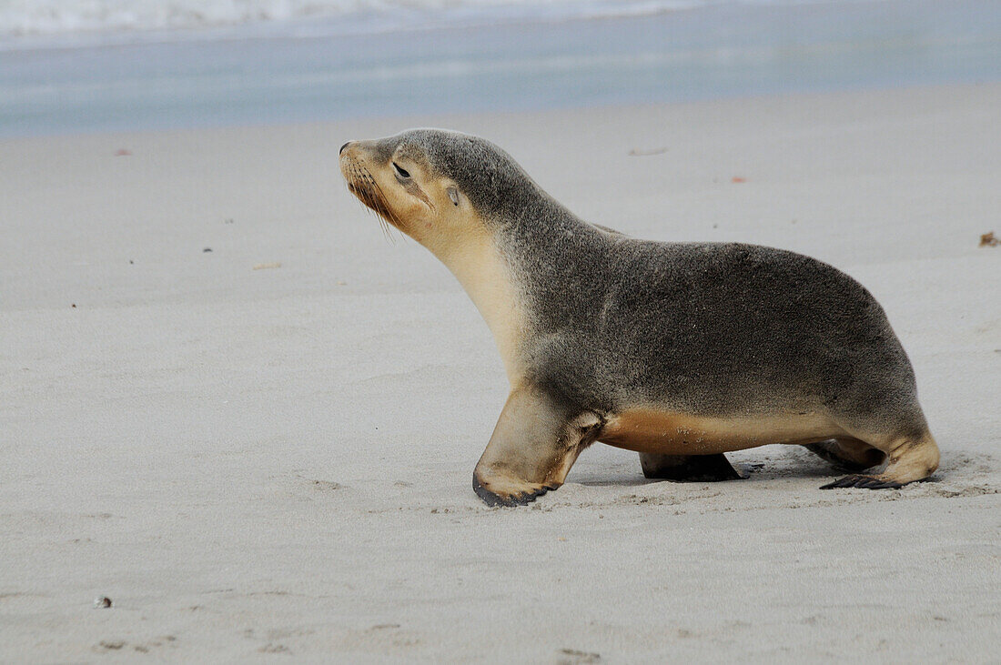 Australia, South Australia, Kangaroo Island, Seal Bay Conservation Park, young Australian Sea-lion (Neophoca cinerea)