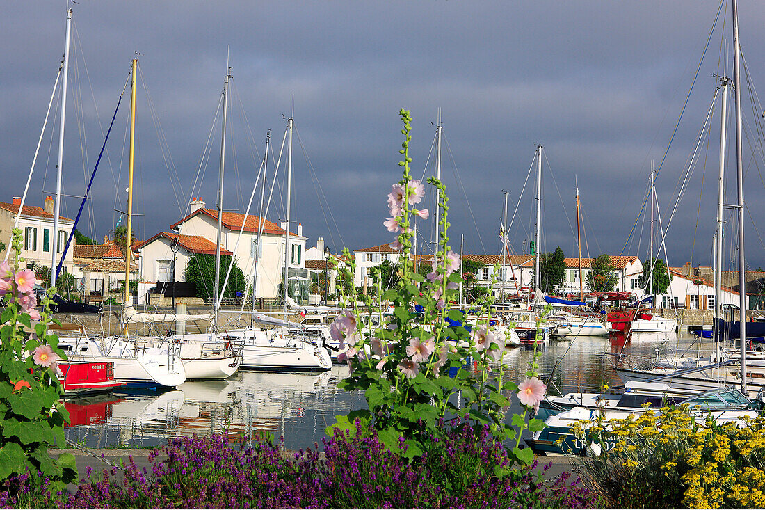 France, Poitou-Charentes, Charente Maritime, Ré island, Ars en Ré, harbor