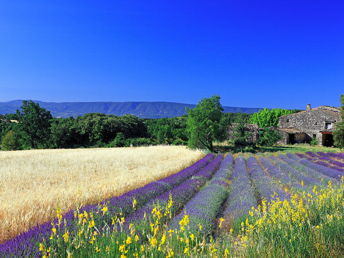 France, Provence, Vaucluse, Luberon landscape in summer, lavender field