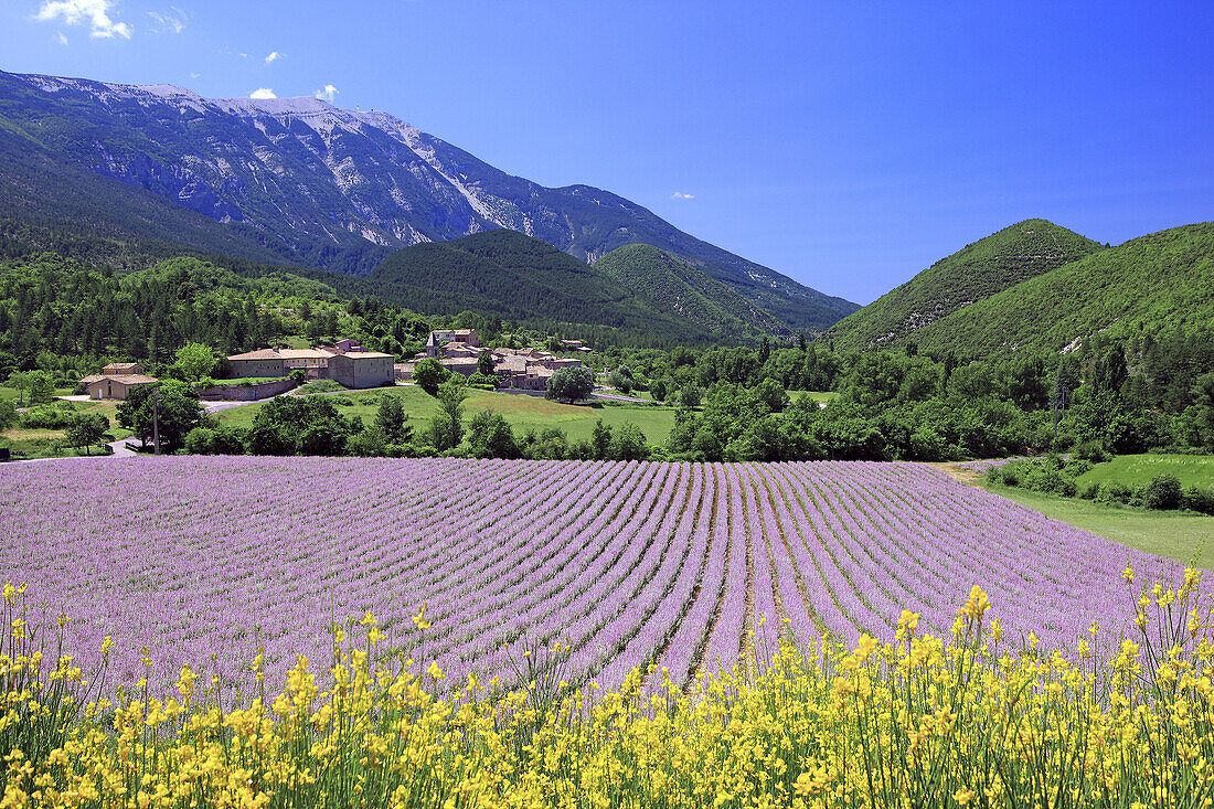 France, Provence, Vaucluse, Savoillan and Mont Ventoux view fom a lavender field