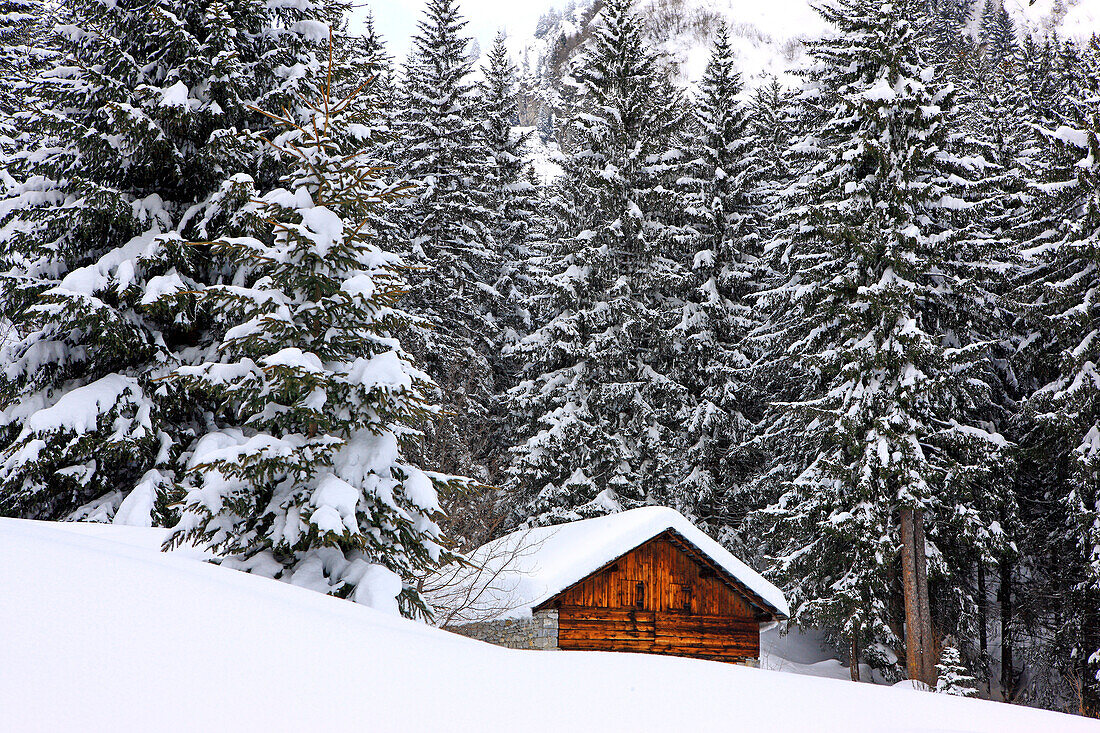 France, Rhone-Alpes, Haute Savoie, Alps, chalet in pine forest in winter