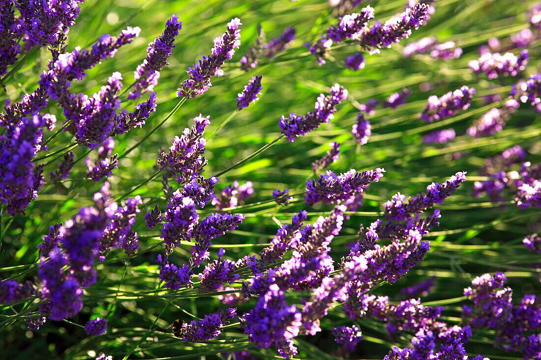 Lavender, close-up