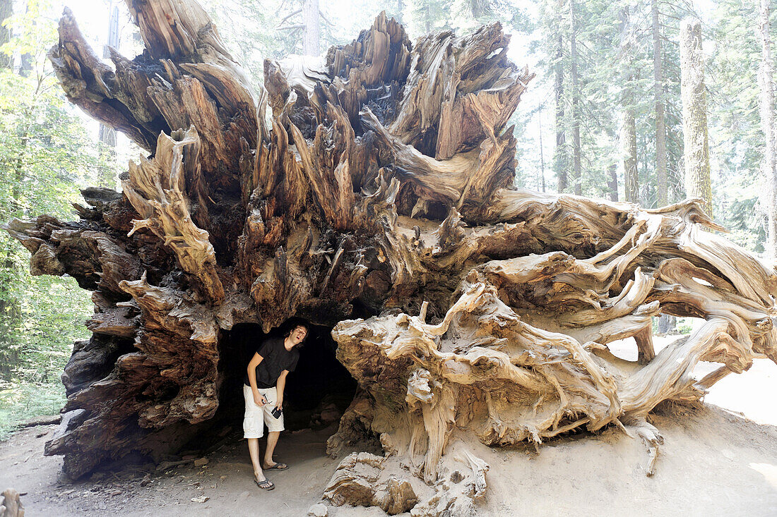 US, California, Sequoia national park