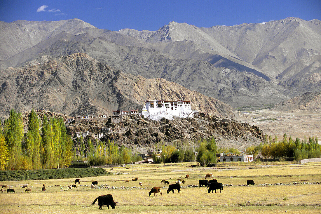 India, Jammu & Kashmir, Ladakh, Stakna Gompa tibetan buddhist monastery, grazing yaks & cattle & sheep