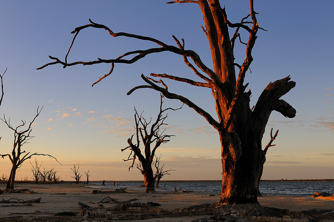 ead trees on the bank of Bonney Lake, Murray riverland, South Australia, Australia