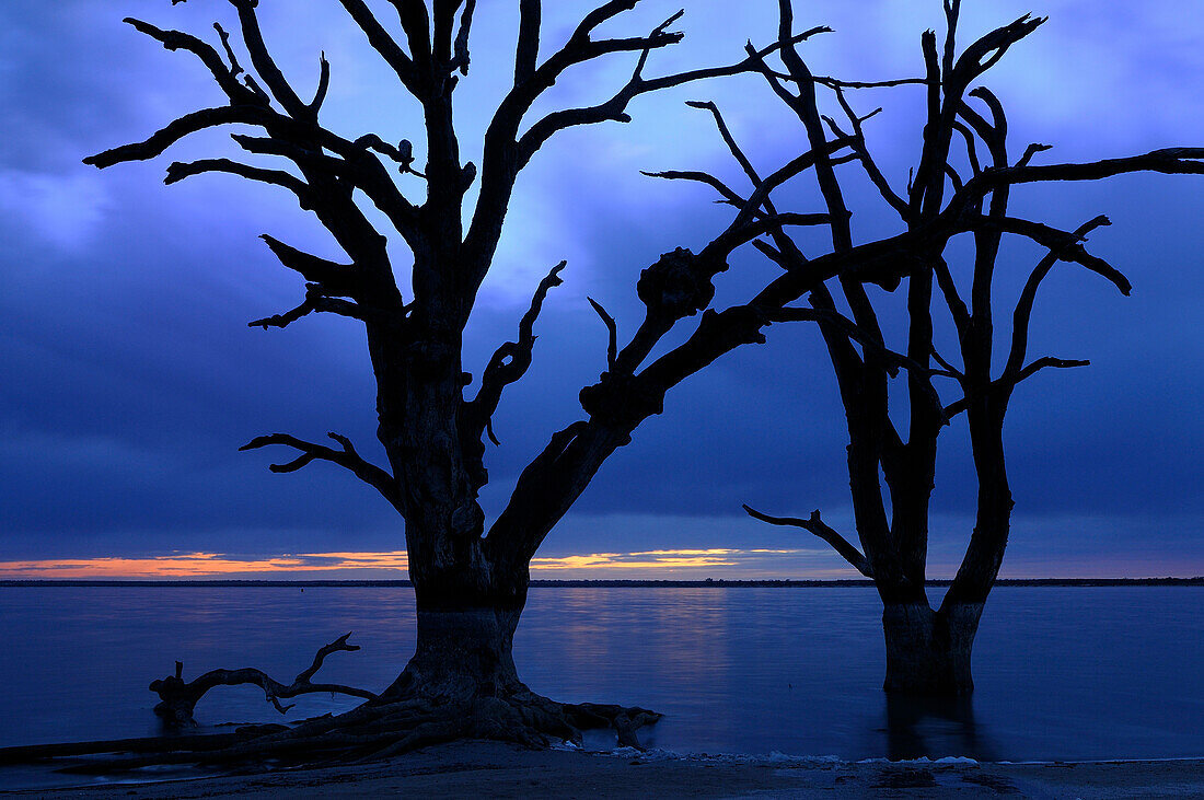 ead trees on the bank of Bonney Lake, Murray riverland, South Australia, Australia