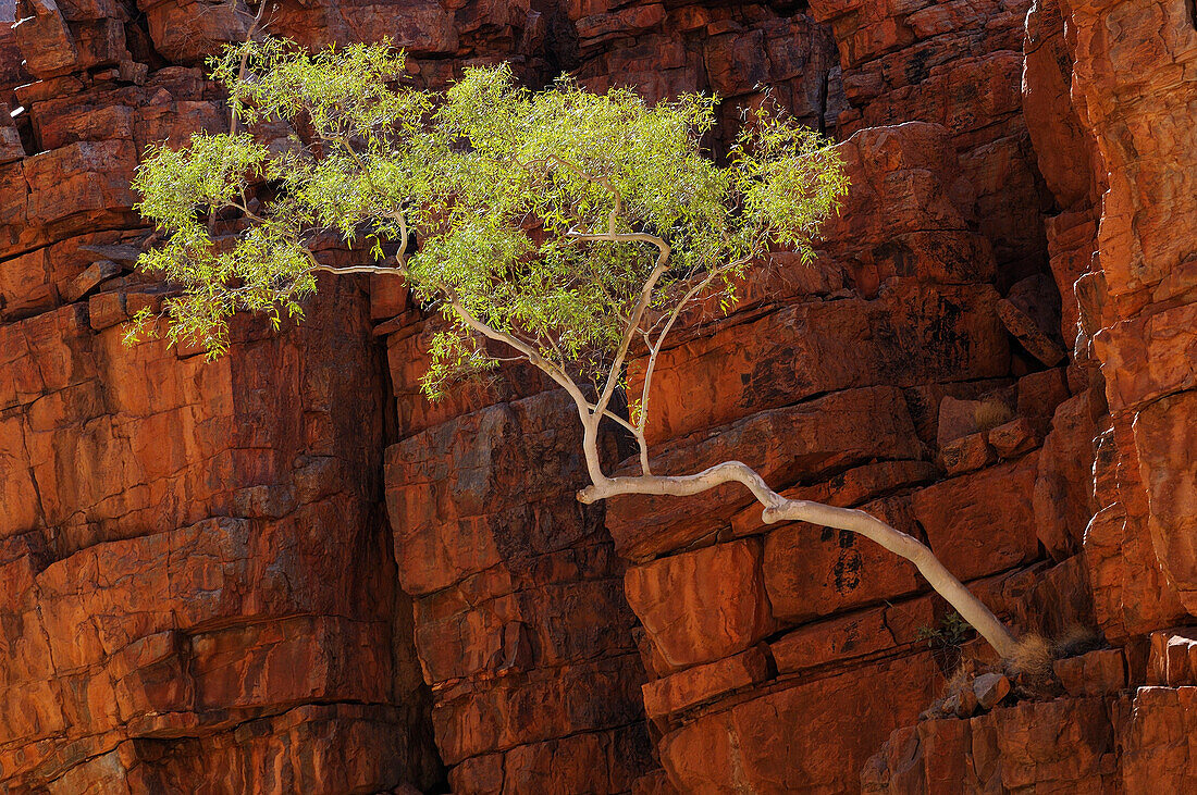 Ghost Gum (Corymbia papuana) in red quartzite cliff, Ormiston Gorge, West MacDonnell National Park, Northern Territory, Australia