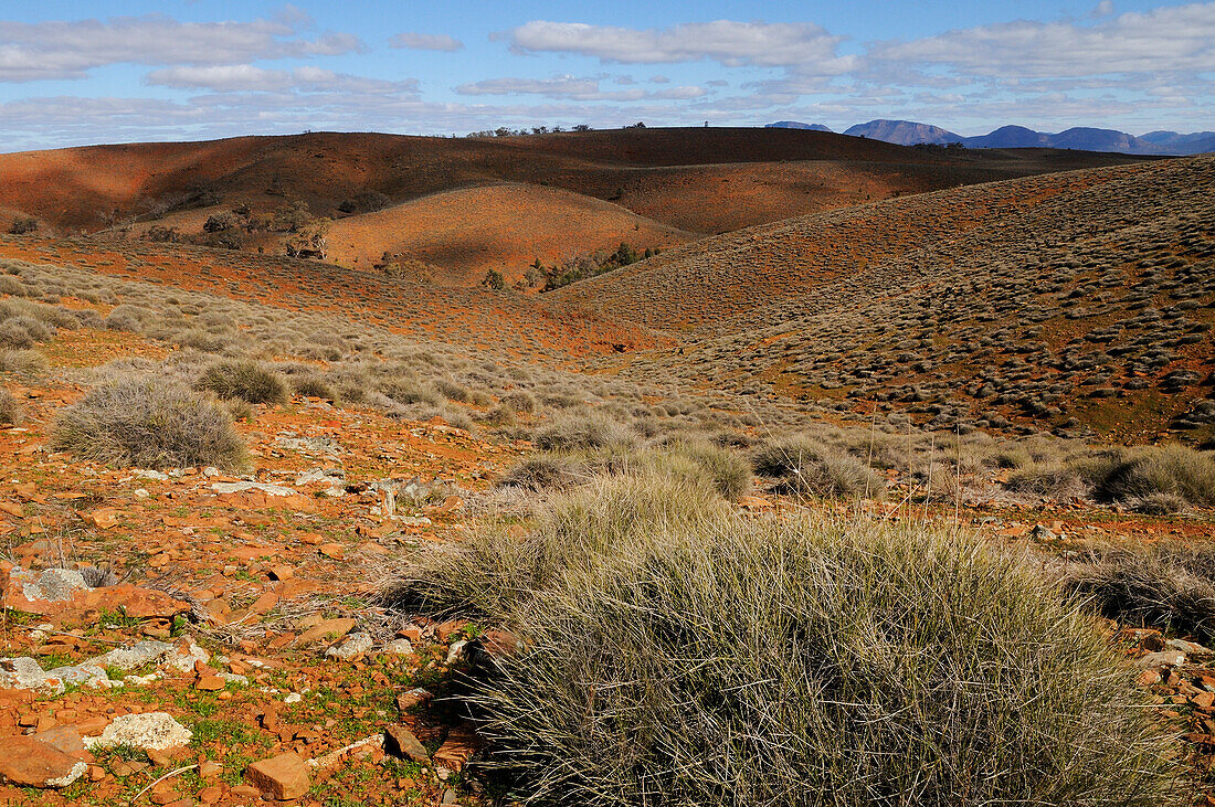Slopes covered by spinifex grass, Flinders Ranges National Park, South Australia, Australia