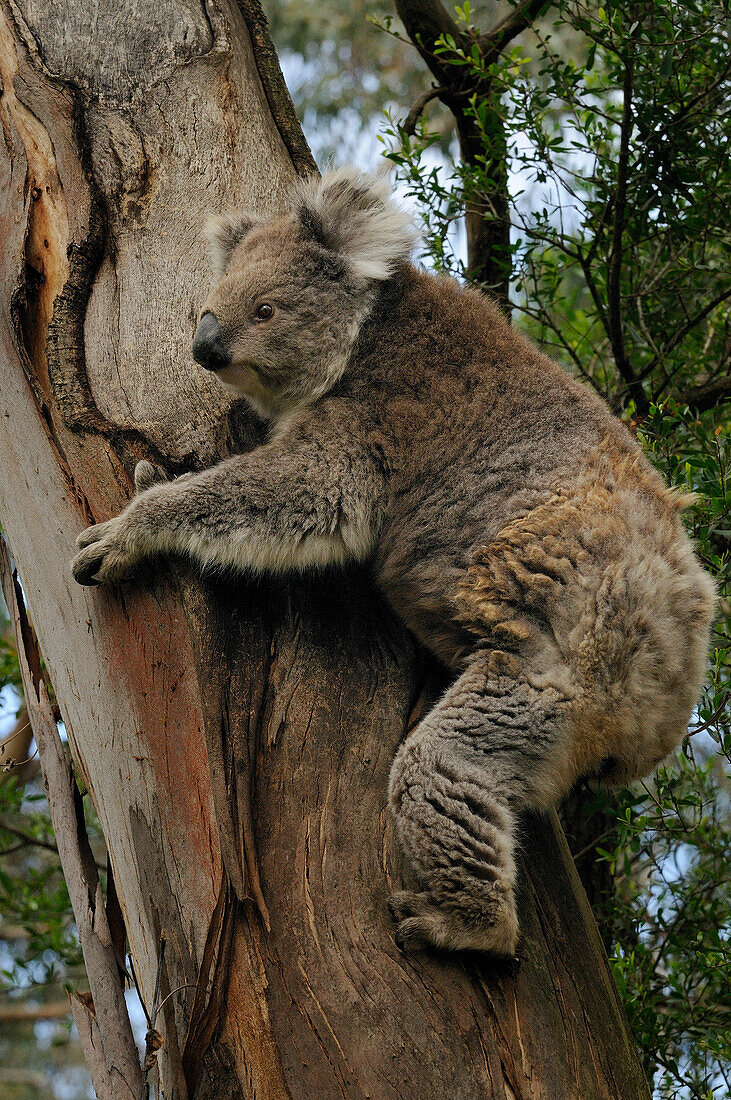 Koala (Phascolarctos cinereus) climbing along Eucalyptus tree trunk, Victoria, Australia