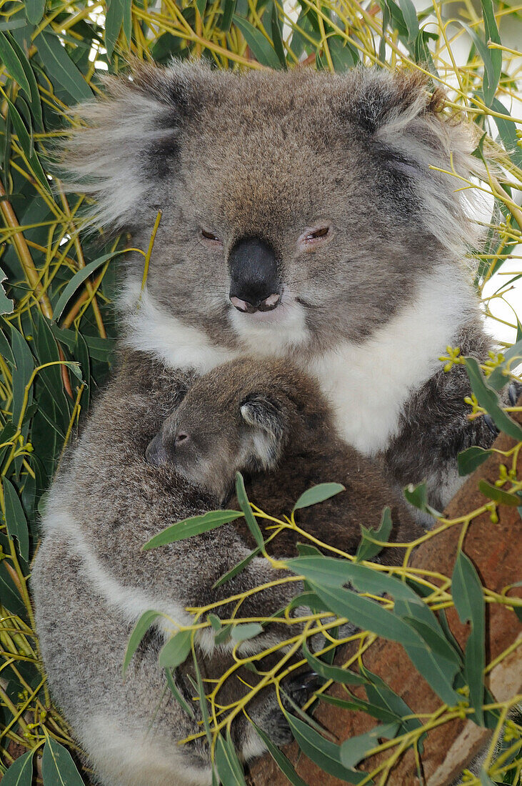 Female Koala (Phascolarctos cinereus) with young 8 months old, Victoria, Australia