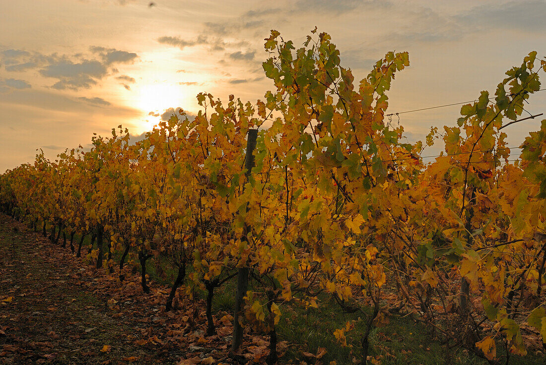 France, Poitou-Charentes, Charente, St Cybardeaux, Cognac vineyards