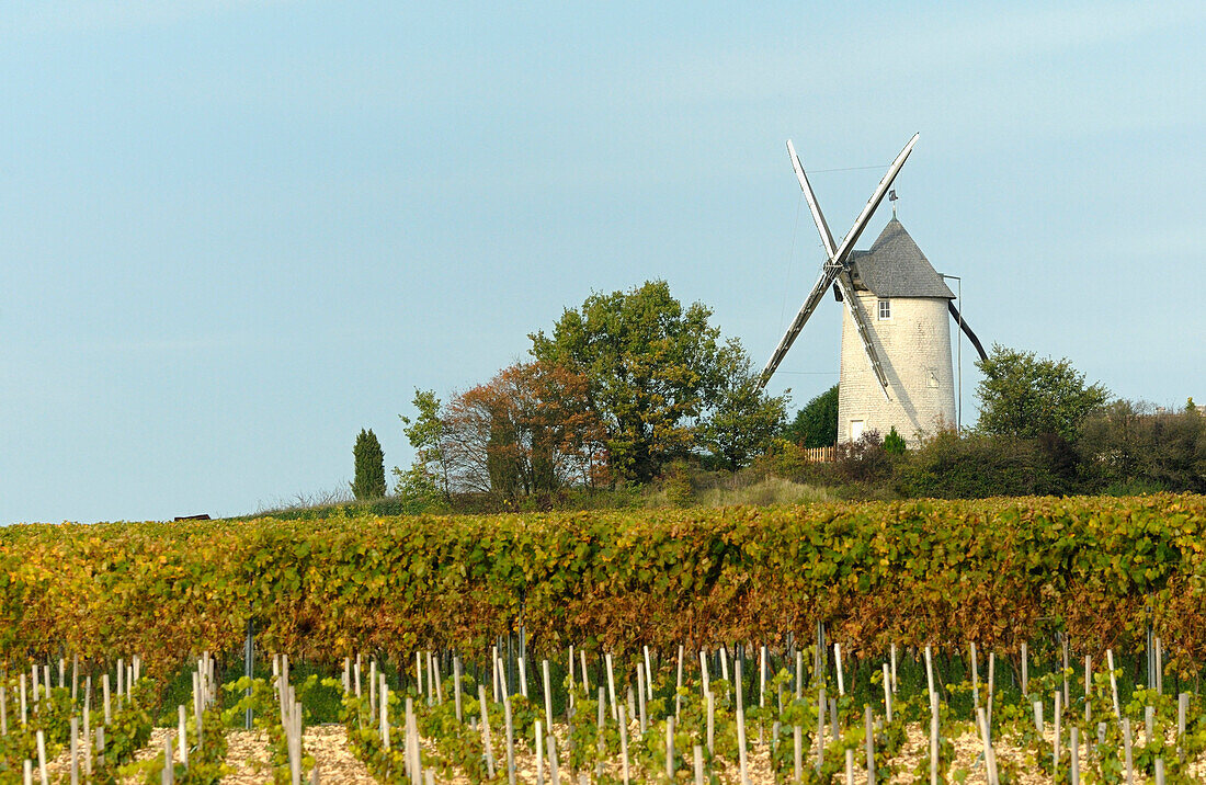 France, Poitou-Charentes, Charente, Rouillac, Cognac vineyards