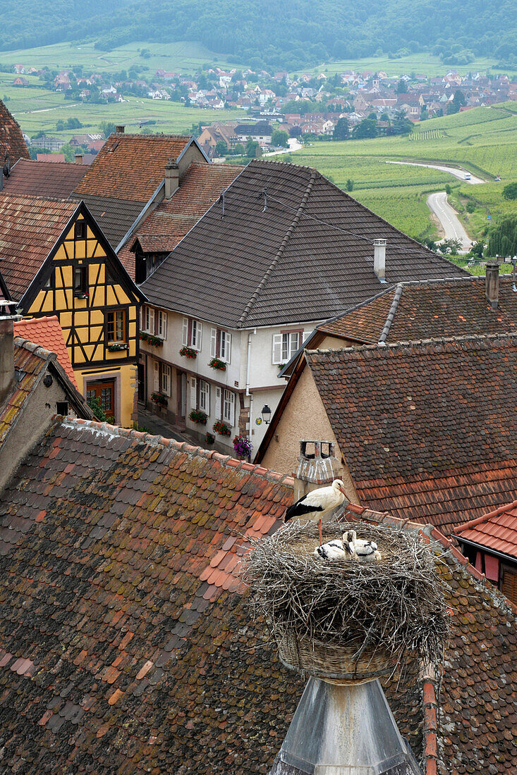 France, Alsace, Haut-Rhin, Zellenberg, stork's nest, Riquewihr in background