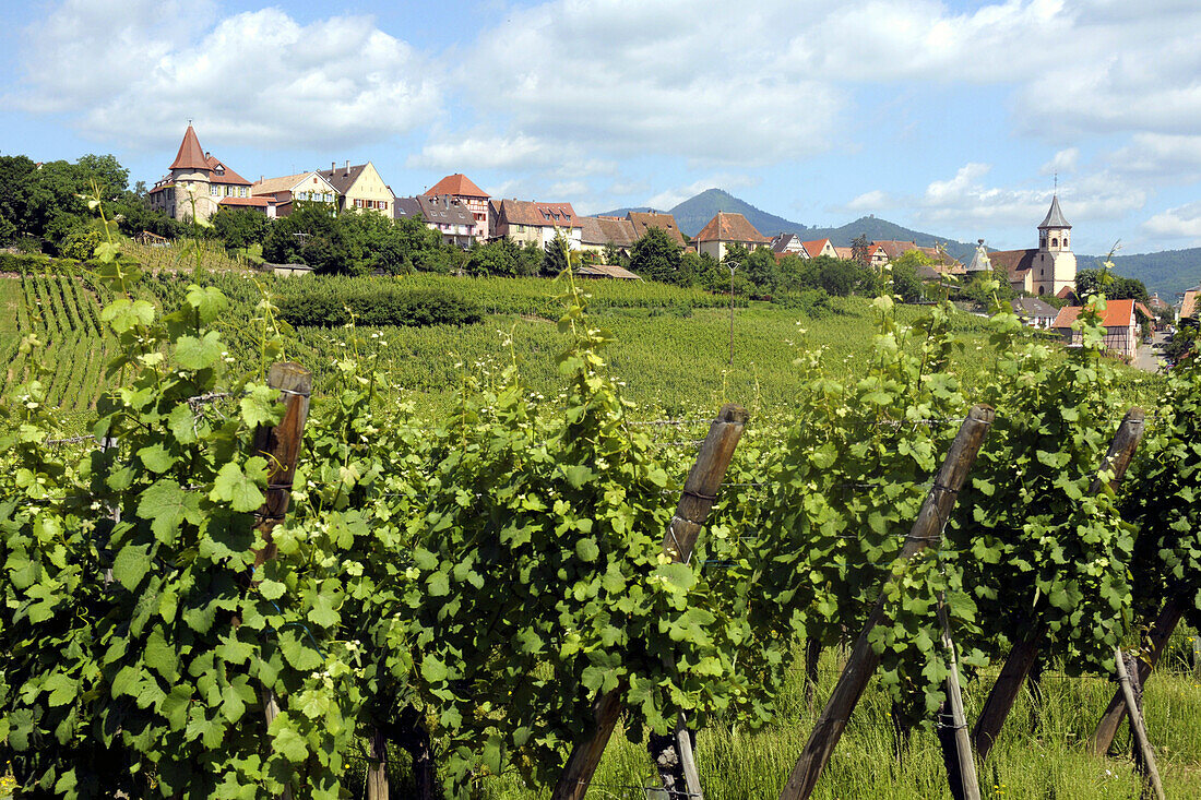 France, Alsace, Haut-Rhin, Zellenberg, vineyards