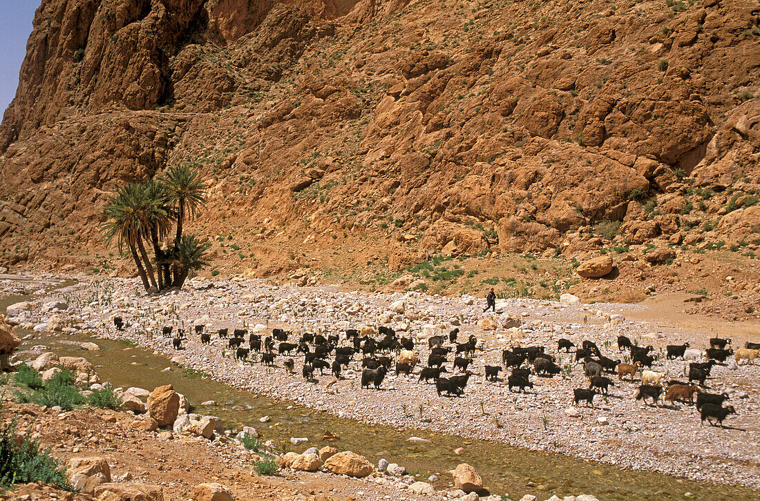Morocco, Todra gorges, herd of nanny goats, bunch of palms