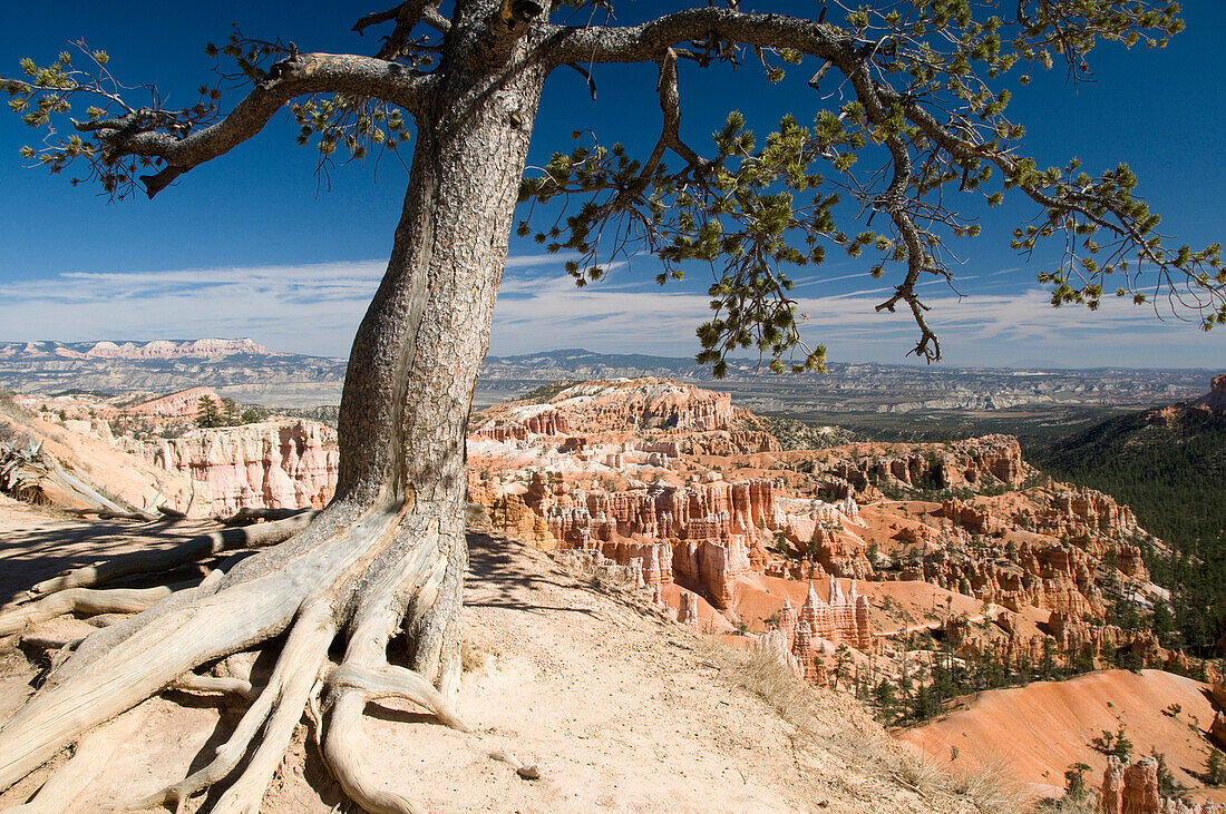 US, Utah, Bryce Canyon, Giant natural amphitheater created by erosion along the eastern side of the Paunsaugunt Plateau