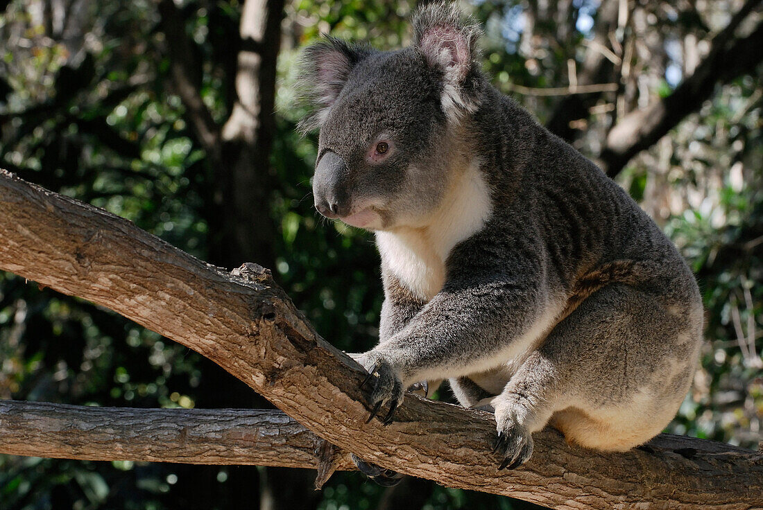 Australia, Queensland, koala (Phascolarctos cinereus)