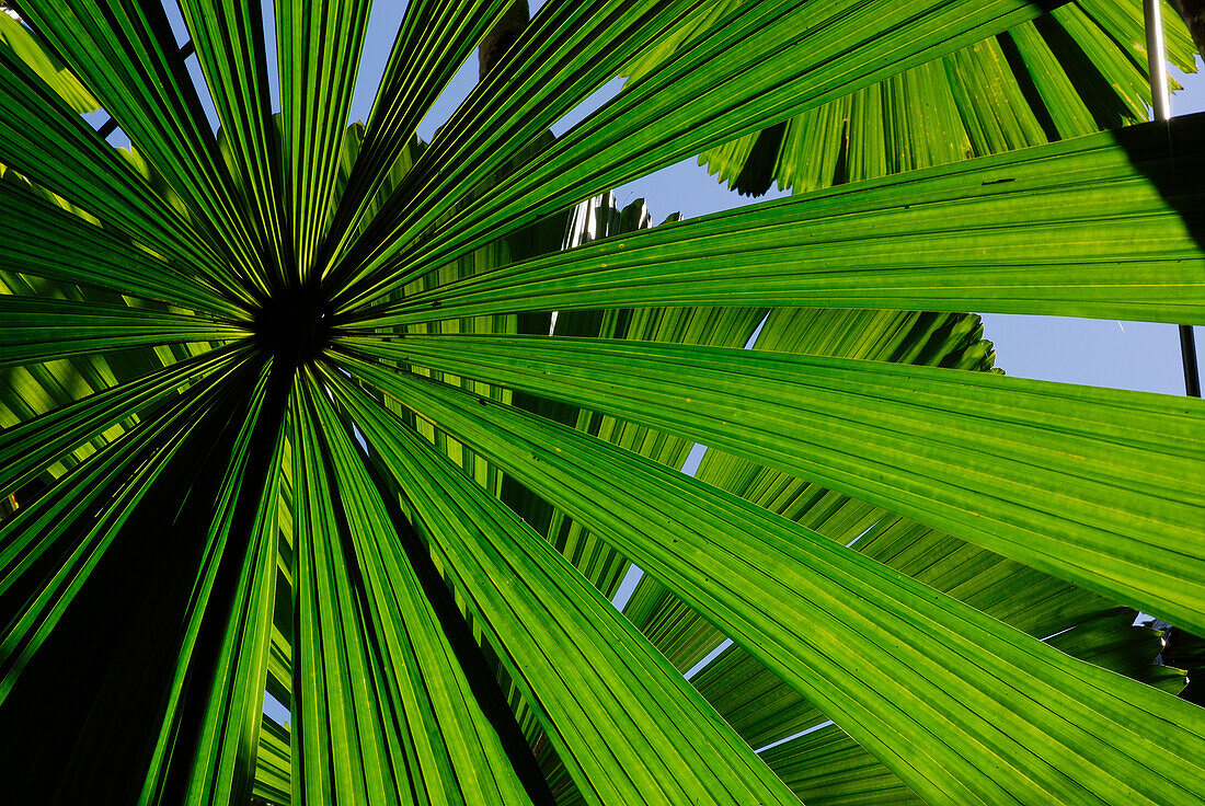 Australia, Queensland, Tam O'Shanter National Park, fan palm (Licuala ramsayi)