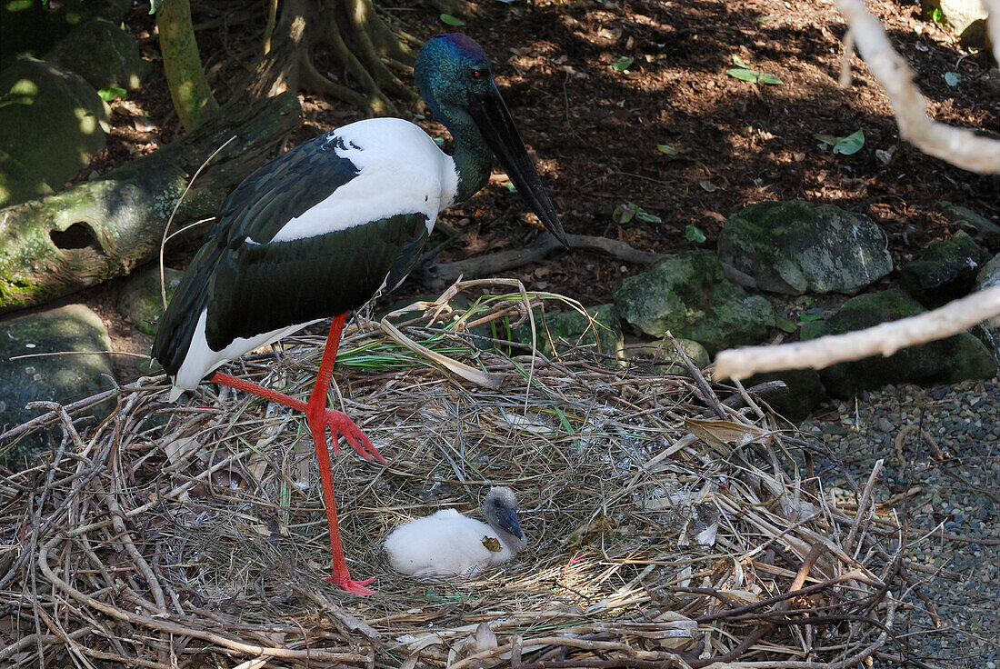 Australia, Queensland, black-necked stork (Ephippiorhynchus asiaticus)