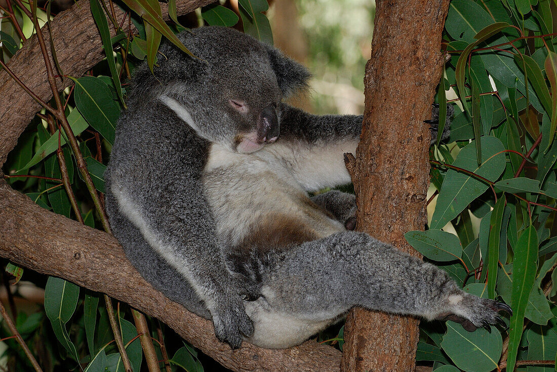 Australia, Queensland, koala (Phascolarctos cinereus)